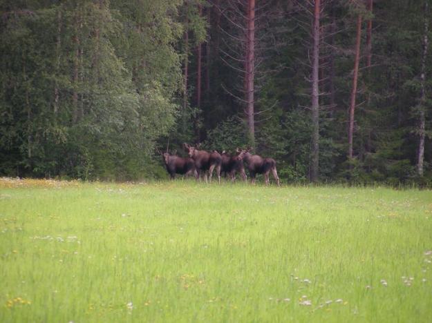 &Aring;rets inventering av skogarna i Götaland visar att betesskadorna ligger långt från det nationella målet om att högst fem procent av tallen får skadas årligen.