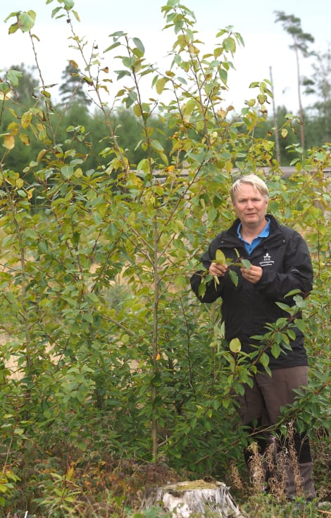 Henrik Böhlenius, SLU vid fyraåriga popplar som planterats i kalkad jord.